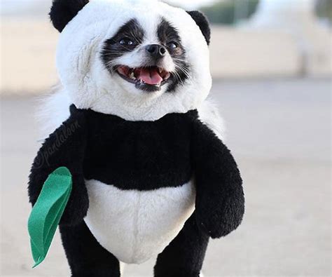 dog in a panda costume|More.